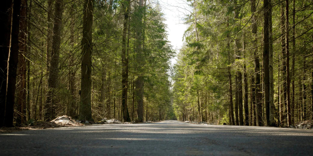 Roadtrip-Tipps im Frühling in den USA!